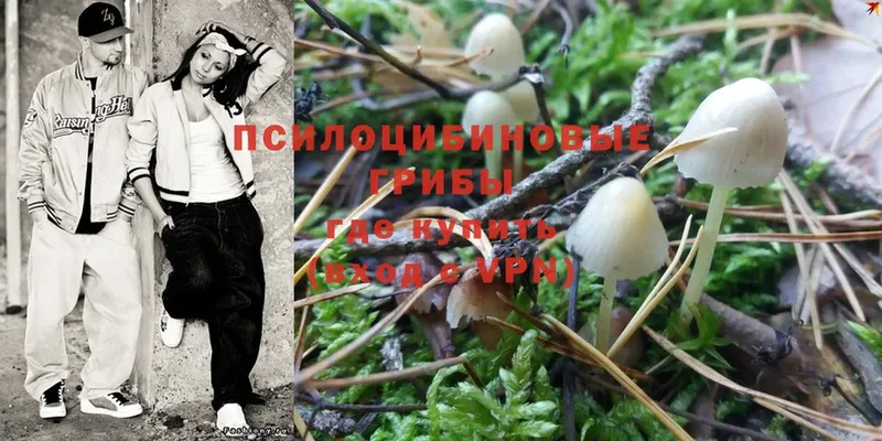 Псилоцибиновые грибы Psilocybine cubensis  купить  цена  Джанкой 